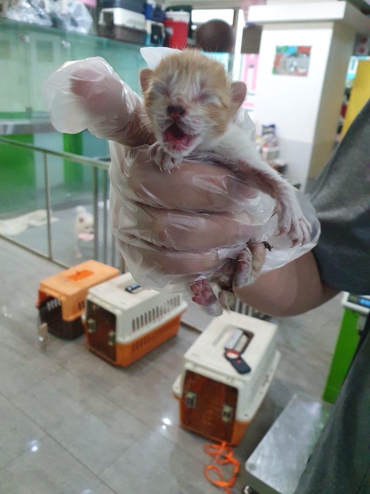한국 고양이 이미지 파일 입니다.